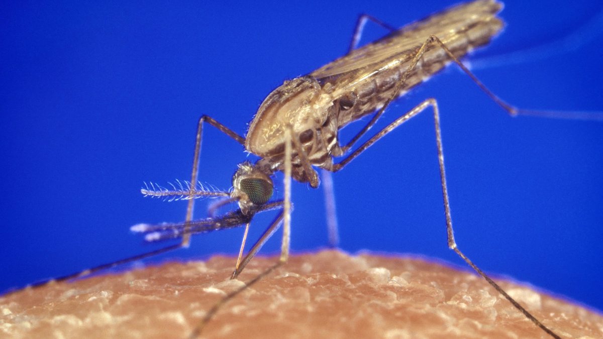 An Anopheles mosquito feeding on human skin against a blue background